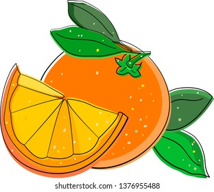 Orange and orange slice with leaves in light simple natural sketch style. Citrus fruit vector illustration isolated on white, for food magazines, menus, cookbooks, food shops, packages, posters.