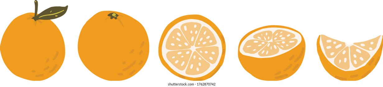 Orange, slice, peeled orange vector clipart set hand drawn childish flat style isolated on white background.