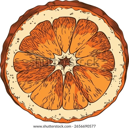 Orange slice sketch icon. Sweet ripe citrus fruit cut. Healthy organic juicy snack. Tangerine natural fragrance hand drawn vector illustration isolated. Mulled wine ingredient. Farm product