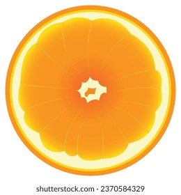 Orange slice vector illustration, Cut fresh ripe orange. 