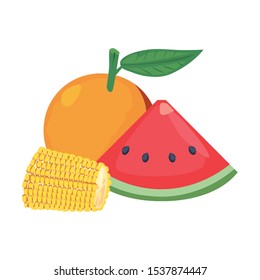 orange slice watermelon corn fresh food vector illustration