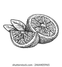 Orange sliced in half vector sketch. Citrus fruit hand drawn. Drawing of dessert ingredient for vegan and vegetarian nutrition. Edible vitamin grocery. Tropical farming harvest. Agriculture food