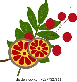 Orange slices, berries and green leaves
