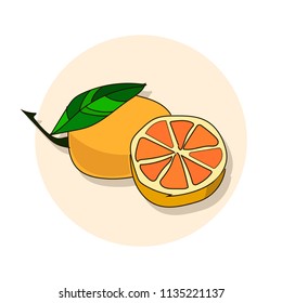 Orange  and slices of oranges. Vector illustration of oranges.