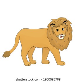 Orange smiling lion is walking. Isolated animal on white background
