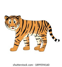 Orange smiling tiger is walking. Isolated animal on white background