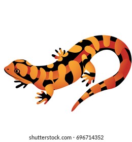 Orange spotted Salamander isolated on a white background. Cartoon vector close-up illustration.