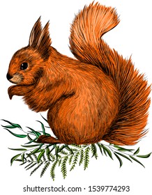 orange squirrel sitting on green grass