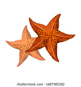 Orange starfishes or sea stars are star-shaped echinoderms, marine invertebrates having central disc and five arms. Vector illustration isolated on white for summer beach, tourism themes design.