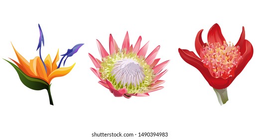 Orange Strelitzia. Pink Protea. Red Haemanthus Blood Lily. Vector illustration. Isolated illustration element. Floral botanical flower. Wild leaf wildflower isolated. Exotic tropical hawaiian jungle.
