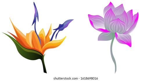 Orange Strelitzia. Purple Lotus. Vector illustration. Isolated illustration element. Floral botanical flower. Wild leaf wildflower isolated. Exotic tropical hawaiian jungle.