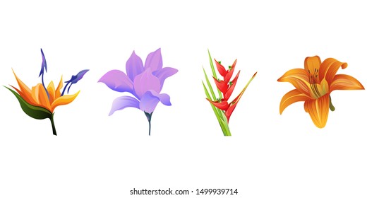 Orange Strelitzia. Purple Magnolia. Red Heliconia Bihai. Orange Daylily. Vector illustration. Isolated illustration element. Floral botanical flower. Wild leaf wildflower isolated. Exotic tropical.