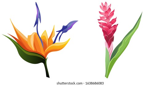 Orange Strelitzia. Red and Pink Ginger. Vector illustration. Isolated illustration element. Floral botanical flower. Wild leaf wildflower isolated. Exotic tropical hawaiian jungle.