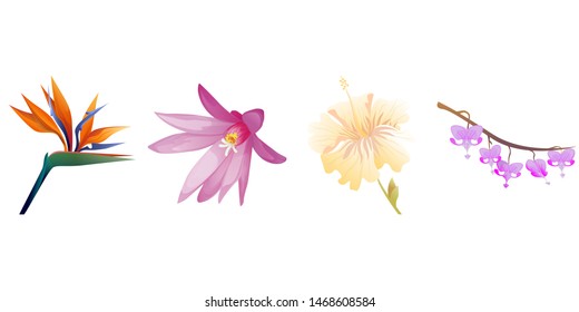 Orange Strelitzia Reginae. Purple Hatiora. Yellow hibiscus. Purple Komakusa. Vector illustration. Isolated illustration element. Floral botanical flower. Wild leaf wildflower isolated. Exotic.