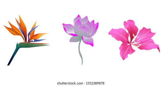 Orange Strelitzia Reginae. Purple Lotus. Pink Bauhinia Purpurea. Vector illustration. Isolated illustration element. Floral botanical flower. Wild leaf wildflower isolated. Exotic tropical hawaiian.