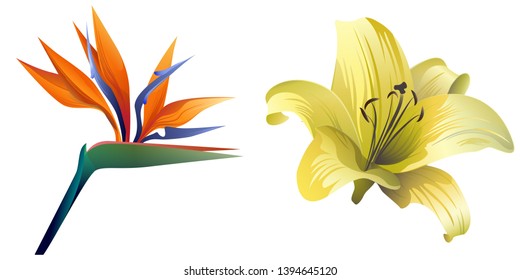 Orange Strelitzia reginae. Yellow Lilium. Vector illustration. Floral botanical flower. Wild leaf wildflower isolated. Exotic tropical hawaiian jungle. Isolated illustration element.