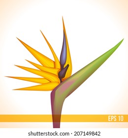 orange strelitzia vector exotic flower