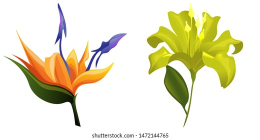 Orange Strelitzia. Yellow Lilium. Vector illustration. Isolated illustration element. Floral botanical flower. Wild leaf wildflower isolated. Exotic tropical hawaiian jungle.
