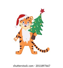 Orange striped tiger cub in a red Santa hat with a Christmas tree. Festive decoration for the winter December holiday, a symbol of the new year.