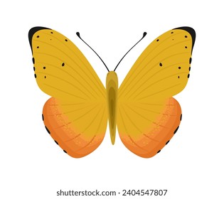 Orangefarbener Schwefelschmetterling aus der Familie Pieridae. Schönes buntes Insekt mit Antenne, schwarze gefleckte Flügel. Schöne fliegende Motte, Draufsicht. Flache Cartoon, Vektorgrafik einzeln auf weißem Hintergrund