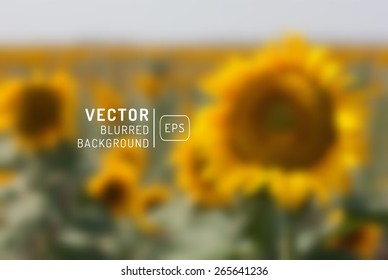 Orange sunflower with spring background. Vector illustration. Blurry unfocused background,