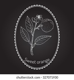Orange, or sweet orange, twig with flowers. Vector illustration