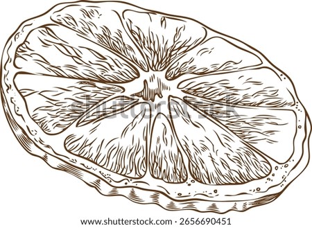 Orange, tangerine slice ink sketch. Sweet ripe citrus fruit cut. Healthy organic juicy snack. Natural fragrance engraved hand drawn vector illustration isolated. Mulled wine ingredient. Farm product