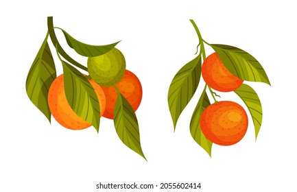 Orange and tangerine tree branches set. Twigs with green leaves and ripe juicy fruits vector illustration
