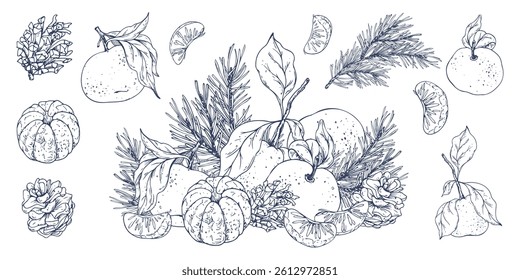 Orange tangerines whole, peeled and sliced with pine branch and cones. Christmas, New Year, Graphic illustration hand drawn in black ink. A set of separate isolated elements of objects EPS vector.