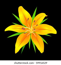 Orange tiger lily with green leaves on black background