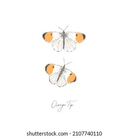 Orange Tip Butterfly Insect Hand Drawn Vector Illustration Set Isolated On White. Vintage Curiosity Cabinet Aesthetic Print.