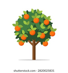 Orange tree bearing ripe fruit on plain white background.