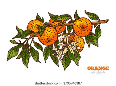 Orange tree blooming branche with fruits, leaves and flowers isolated on white background. Sketch vector hand drawn illustration