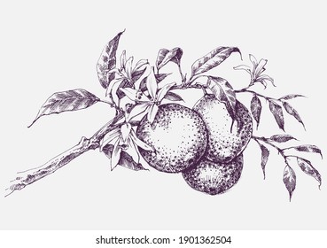 Orange tree branch in bloom, orange fruits and flowers vector hand drawing