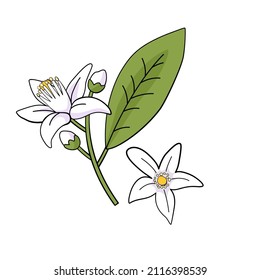 Orange tree branch with flowers. Neroli blossom. Graphic Print for Product Packaging related to Perfumery, Soaps, Cosmetics, Herbal Medicine, Aromatherapy Essential Oils