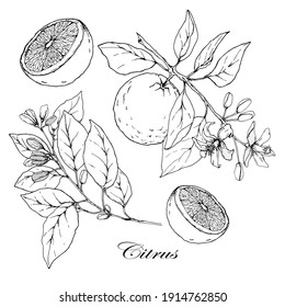 Orange tree branch with leaves, flowers and fruits. Cut orange. Black and white hand drawn illustration. Isolated on white