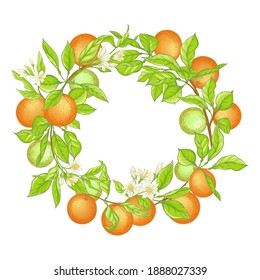 Orange tree branch with ripe and green oranges, flowers and leaves. Element for design. Vector illustration. Isolated on white background..