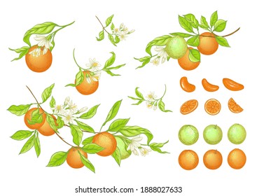 Orange tree branch with ripe and green oranges, flowers and leaves. Element for design. Vector illustration. Isolated on white background..