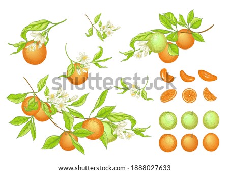 Orange tree branch with ripe and green oranges, flowers and leaves. Element for design. Vector illustration. Isolated on white background..