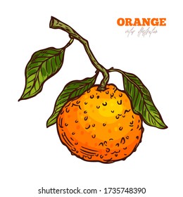 Orange tree branche with fruit, leaves isolated on white background. Sketch vector hand drawn illustration