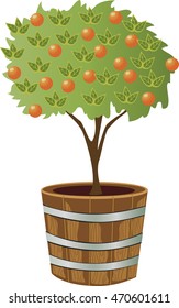orange tree in container