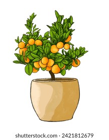 Orange tree. Decorative miniature orange tree in a pot.