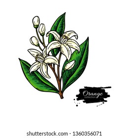 Orange tree flower bloom. Vector drawing illustration. Isolated hand drawn branch with leaves and flowers. Botanical sketch of citrus bloosom. Great for label, poster, print, oil packaging