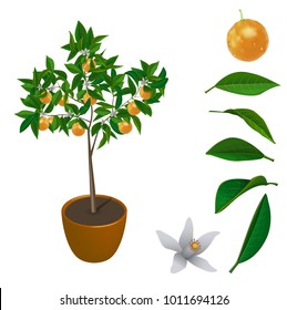 Orange tree in a flowerpot on white background. Vector little tree.