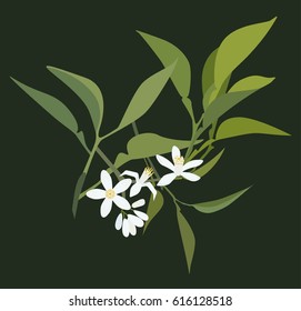 Orange tree flowers and leaves on dark green background. Vector flat illustration.