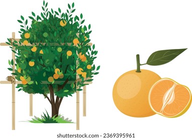 Orange tree and orange fruit