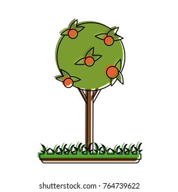 Orange tree in garden