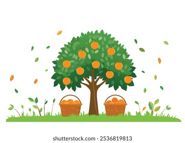 Orange tree in the garden with basket full of oranges