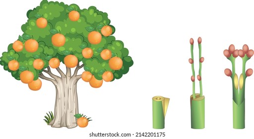 Orange tree grafting process biology