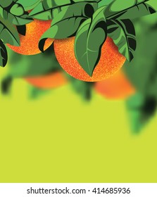 orange tree with green leaves on the  bright green background